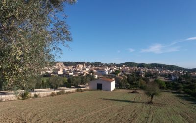 CONVIVENCIAS 1° Y 2° DE PRIMARIA